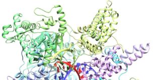 El estudio de un virus puede llevar al control de la composición del microbiota intestinal Una polimerasa de ARN crAss-fago (enzima) con ADN de unión (la cinta azul). Su estudio podría llevar a la manipulación de la microbiota intestinal