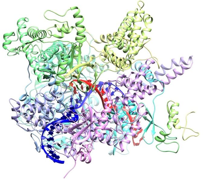 Una polimerasa de ARN crAss-fago (enzima) con ADN de unión (la cinta azul). Su estudio podría llevar a la manipulación de la microbiota intestinal