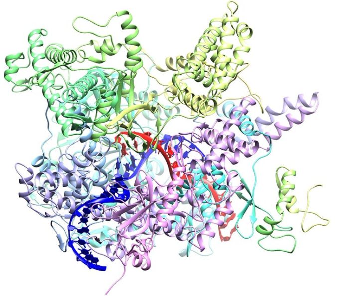 Una polimerasa de ARN crAss-fago (enzima) con ADN de unión (la cinta azul). Su estudio podría llevar a la manipulación de la microbiota intestinal Una polimerasa de ARN crAss-fago (enzima) con ADN de unión (la cinta azul). Su estudio podría llevar a la manipulación de la microbiota intestinal