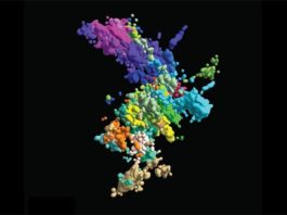 Los cromosomas tienen un aspecto distinto del que crees Estructura de los cromosomas: Esta imagen multicolor de cromatina se creó mediante hibridación in situ de fluorescencia multiplexada y microscopía de superresolución