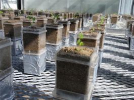 Estudio sobre microbios y huéspedes: la evolución podría favorecer la cooperación A los especímenes de la planta Medicago truncatula se les dio una mezcla inicial de dos cepas de la bacteria fijadora de nitrógeno Ensifer meliloti para saber qué les sucede a los microbios cuando se combinan con el mismo huésped en varias generaciones