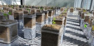 Estudio sobre microbios y huéspedes: la evolución podría favorecer la cooperación A los especímenes de la planta Medicago truncatula se les dio una mezcla inicial de dos cepas de la bacteria fijadora de nitrógeno Ensifer meliloti para saber qué les sucede a los microbios cuando se combinan con el mismo huésped en varias generaciones