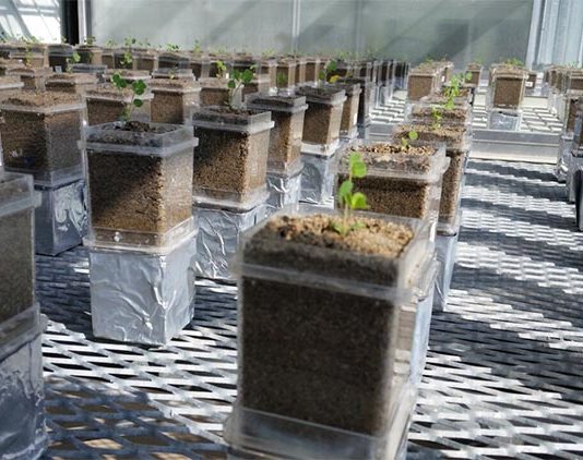 Estudio sobre microbios y huéspedes: la evolución podría favorecer la cooperación A los especímenes de la planta Medicago truncatula se les dio una mezcla inicial de dos cepas de la bacteria fijadora de nitrógeno Ensifer meliloti para saber qué les sucede a los microbios cuando se combinan con el mismo huésped en varias generaciones