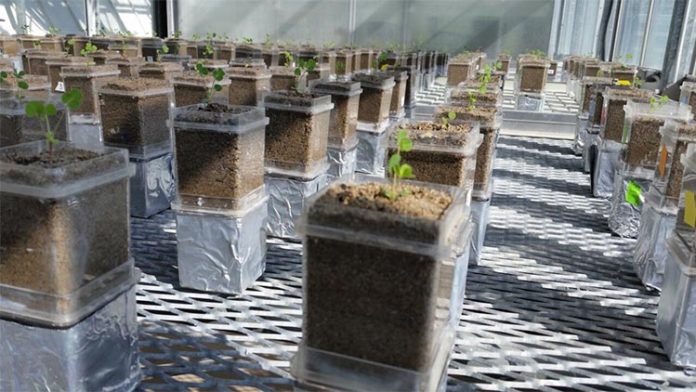 A los especímenes de la planta Medicago truncatula se les dio una mezcla inicial de dos cepas de la bacteria fijadora de nitrógeno Ensifer meliloti para saber qué les sucede a los microbios cuando se combinan con el mismo huésped en varias generaciones