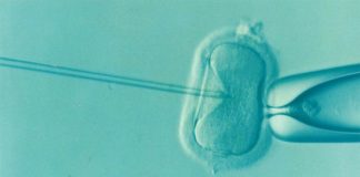 La fecundación in vitro no parece aumentar el riesgo de cáncer de ovario Fecundación in vitro