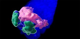 Los organoides producen un corazón embrionario de ratón Nuevo enfoque en Organoides: Estructura 3D del dominio en forma de media luna cardíaca anterior en gastruloides
