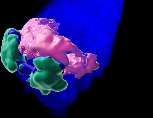 Los organoides producen un corazón embrionario de ratón Nuevo enfoque en Organoides: Estructura 3D del dominio en forma de media luna cardíaca anterior en gastruloides