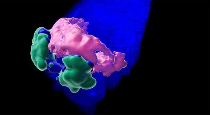 Nuevo enfoque en Organoides: Estructura 3D del dominio en forma de media luna cardíaca anterior en gastruloides