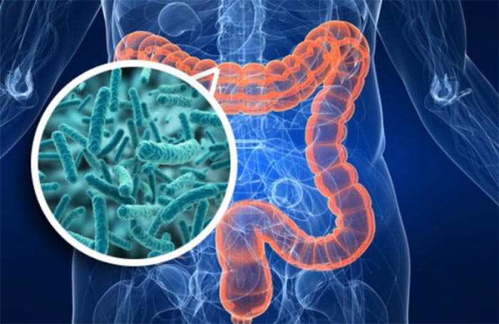 Microbiota intestinal Microbiota intestinal