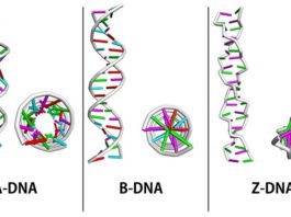 Investigadores utilizan redes neuronales para estudiar ADN-Z Variaciones en la estructura del ADN: ADN-A, ADN-B y ADN-Z