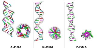 Investigadores utilizan redes neuronales para estudiar ADN-Z Variaciones en la estructura del ADN: ADN-A, ADN-B y ADN-Z