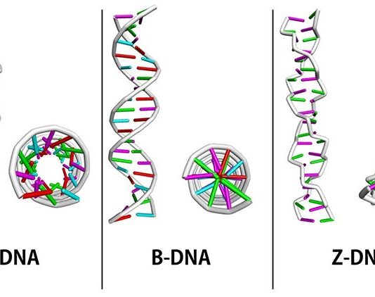 Investigadores utilizan redes neuronales para estudiar ADN-Z Variaciones en la estructura del ADN: ADN-A, ADN-B y ADN-Z