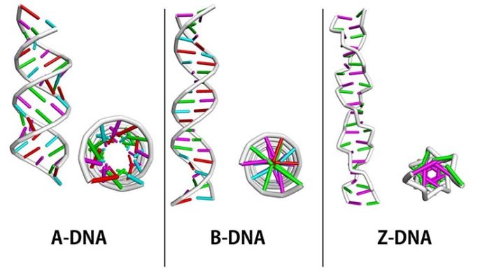 Variaciones en la estructura del ADN: ADN-A, ADN-B y ADN-Z