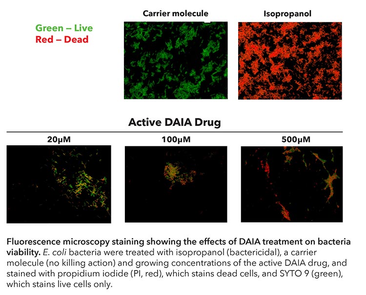 Tinción de microscopía de fluorescencia que muestra los efectos del tratamiento de antibióticos con DAIA sobre la viabilidad de las bacterias
