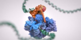 Nueva estructura en 3D de la ARN polimerasa III podría conducir a nuevos tratamientos Estructura en 3D de la ARN polimerasa III