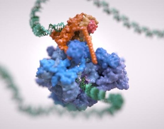 Nueva estructura en 3D de la ARN polimerasa III podría conducir a nuevos tratamientos Estructura en 3D de la ARN polimerasa III