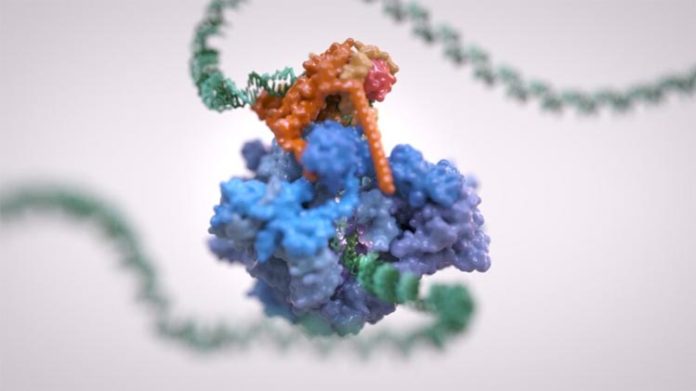 Estructura en 3D de la ARN polimerasa III