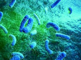 Nueva clase de antibióticos de acción dual contra las bacterias resistentes Bacterias resistentes a los antibióticos