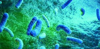 Nueva clase de antibióticos de acción dual contra las bacterias resistentes Bacterias resistentes a los antibióticos