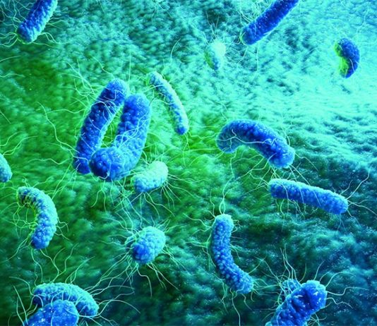 Nueva clase de antibióticos de acción dual contra las bacterias resistentes Bacterias resistentes a los antibióticos