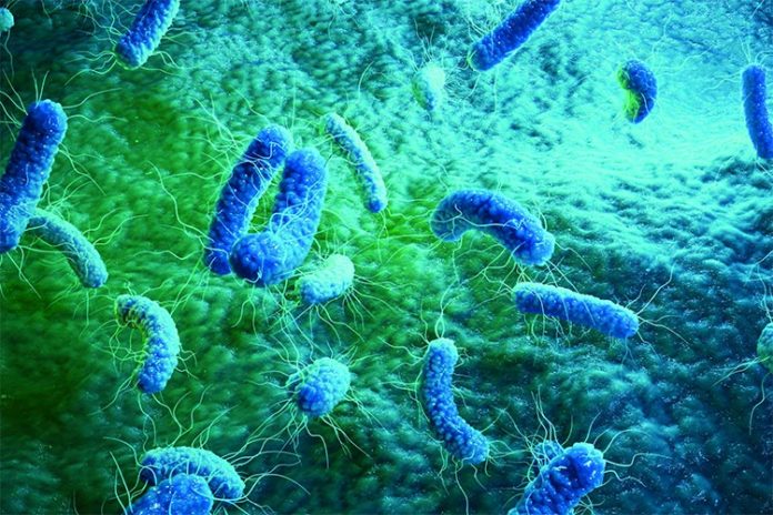 Bacterias resistentes a los antibióticos