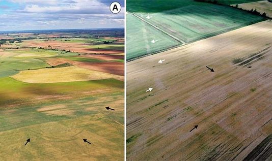 Descubiertos 66 nuevos campamentos romanos de la conquista de Hispania Fotografías aéreas del campamento de Tortolondro, la calzada romana y el campamento de Quintanilla de Riofresno