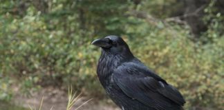 El rendimiento cognitivo de los cuervos de 4 meses puede ser parecido al de los simios adultos Cuervos