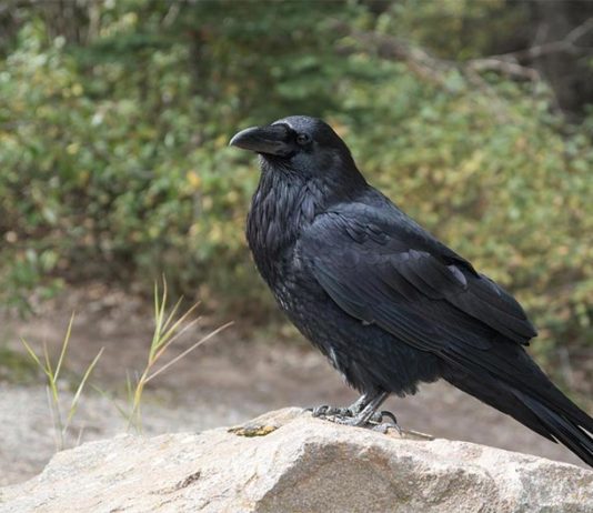 El rendimiento cognitivo de los cuervos de 4 meses puede ser parecido al de los simios adultos Cuervos