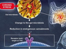 La microbiota intestinal influye en la función cerebral y la depresión La microbiota intestinal influye en la función cerebral y la depresión
