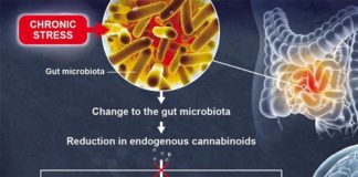 La microbiota intestinal influye en la función cerebral y la depresión La microbiota intestinal influye en la función cerebral y la depresión