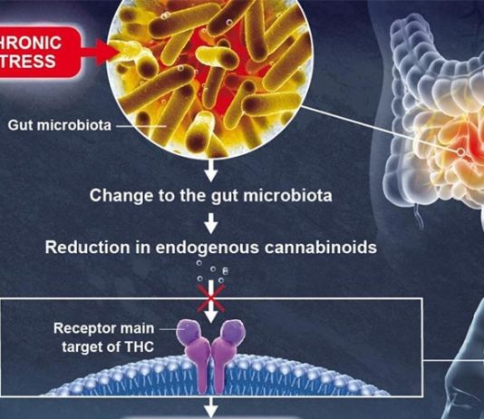 La microbiota intestinal influye en la función cerebral y la depresión La microbiota intestinal influye en la función cerebral y la depresión