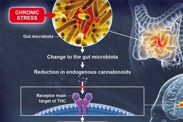 La microbiota intestinal influye en la función cerebral y la depresión