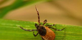 Las garrapatas producen un antibiótico que las protege de las bacterias de la piel humana Garrapata