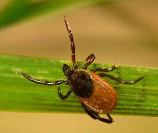 Las garrapatas producen un antibiótico que las protege de las bacterias de la piel humana Garrapata
