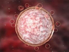 Los óvulos humanos tienen fallos genéticos más a menudo de lo imaginado Óvulos humanos