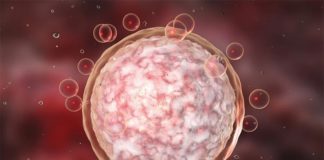 Los óvulos humanos tienen fallos genéticos más a menudo de lo imaginado Óvulos humanos