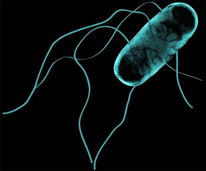 Imagen de microscopio electrónico de la Salmonella africana Imagen de microscopio electrónico de la Salmonella africana