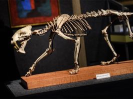 Los restos de un tigre dientes de sable se han vendido por casi 70.000 dólares Esqueleto de tigre dientes de sable descubierto en 2019 en un rancho de Dakota del Sur.