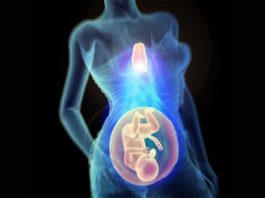 El timo es vital para un embarazo saludable, según una nueva investigación El timo como clave para un embarazo saludable