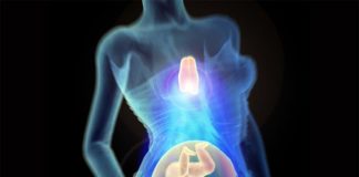 El timo es vital para un embarazo saludable, según una nueva investigación El timo como clave para un embarazo saludable