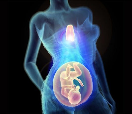 El timo es vital para un embarazo saludable, según una nueva investigación El timo como clave para un embarazo saludable