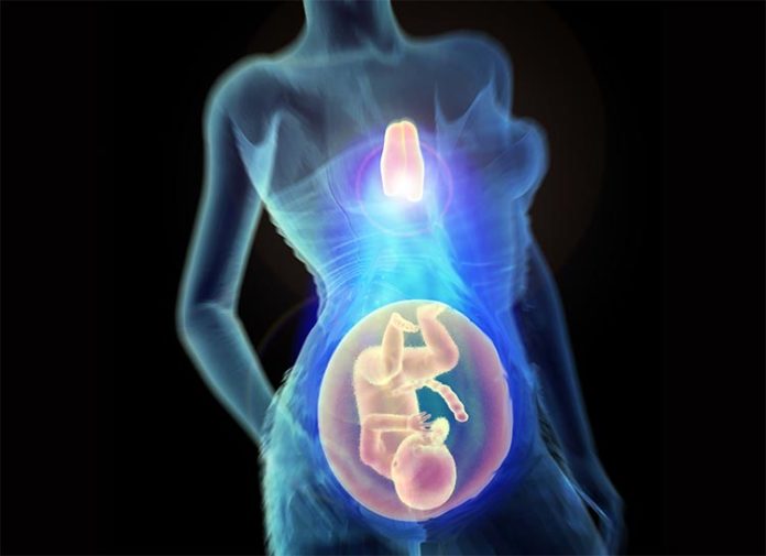 El timo como clave para un embarazo saludable