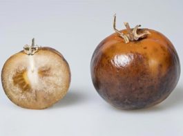 Desarrollan tomates con L-DOPA para combatir el Parkinson Fruta de tomate enriquecida con L-DOPA para tratar el Parkinson