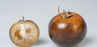 Desarrollan tomates con L-DOPA para combatir el Parkinson Fruta de tomate enriquecida con L-DOPA para tratar el Parkinson