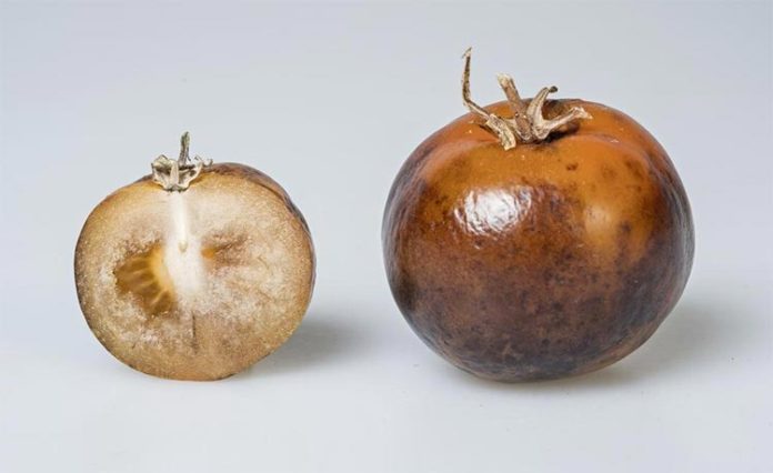 Fruta de tomate enriquecida con L-DOPA para tratar el Parkinson