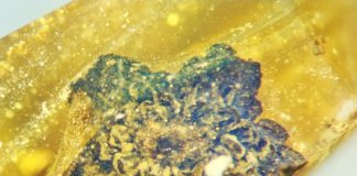 Descubren nueva flor de hace 100 millones de años atrapada en ámbar: Valviloculus pleristaminis Valviloculus pleristaminis