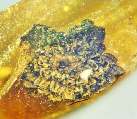 Descubren nueva flor de hace 100 millones de años atrapada en ámbar: Valviloculus pleristaminis Valviloculus pleristaminis