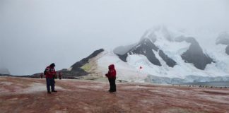 Las algas rojas y verdes de la nieve aumentan el deshielo en la Península Antártica Las algas rojas y verdes de la nieve aumentan el deshielo en la Península Antártica
