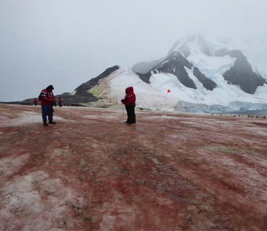 Las algas rojas y verdes de la nieve aumentan el deshielo en la Península Antártica Las algas rojas y verdes de la nieve aumentan el deshielo en la Península Antártica