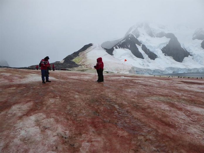 Las algas rojas y verdes de la nieve aumentan el deshielo en la Península Antártica